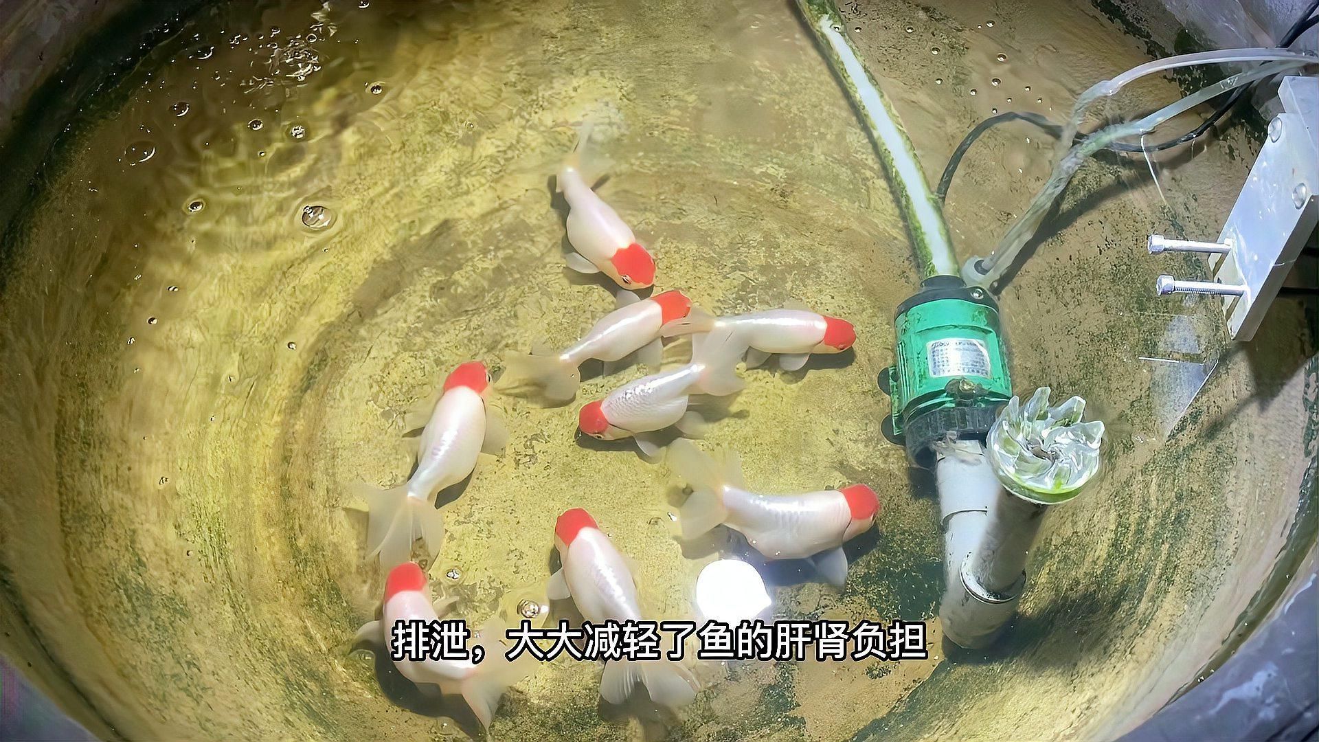 魚尾鰭充血多久會(huì)好，魚尾鰭充血應(yīng)急處理清單，幫你快速判斷原因和應(yīng)對(duì)步驟