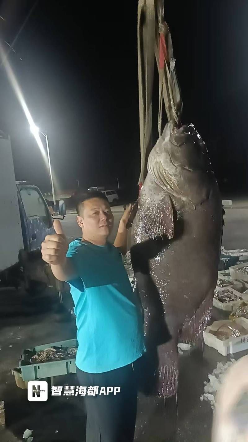 龍躉魚，龍躉魚的詳解