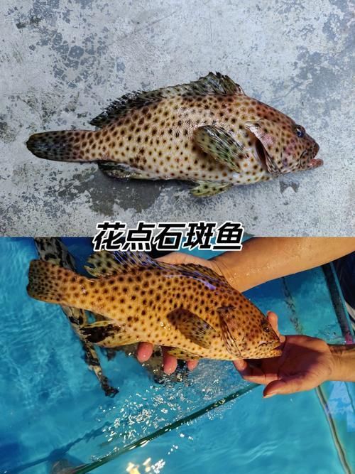 龍躉魚，龍躉魚的詳解