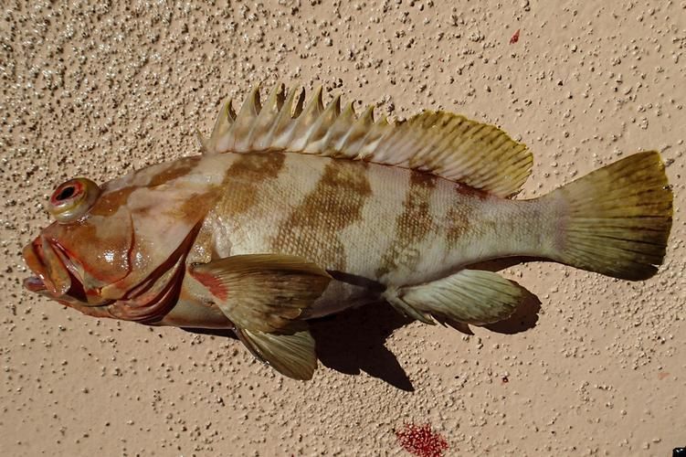 龍躉魚，龍躉魚的詳解