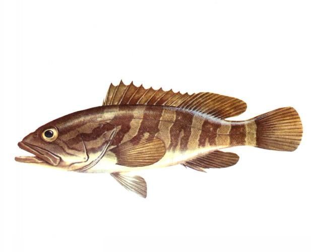龍躉魚，龍躉魚的詳解