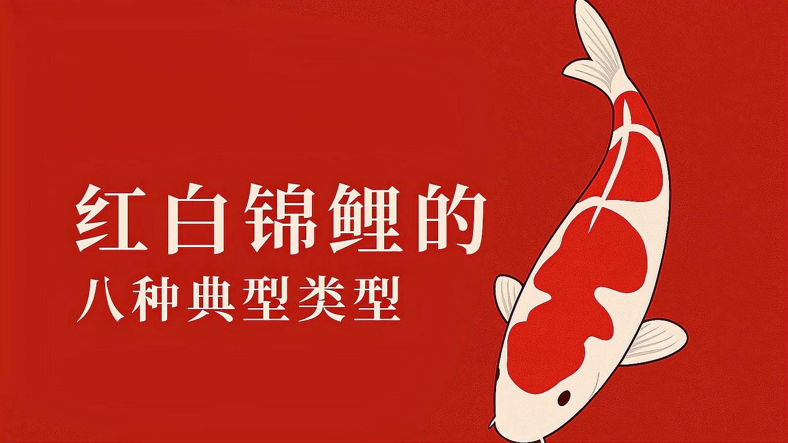 如何區分錦鯉的品質，如何挑選一條優質的錦鯉