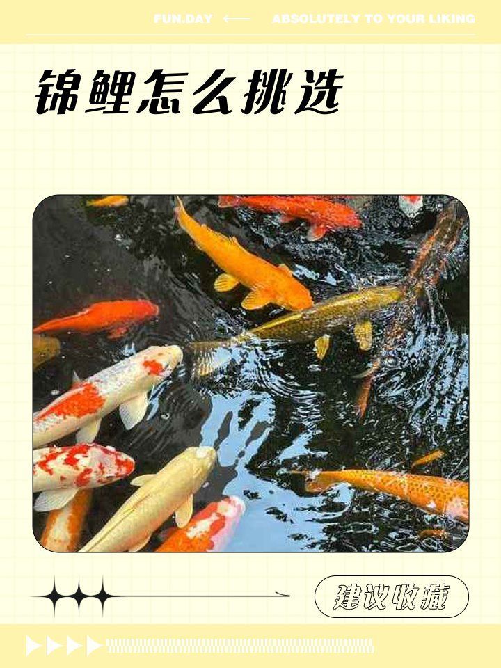 如何區分錦鯉的品質，如何挑選一條優質的錦鯉