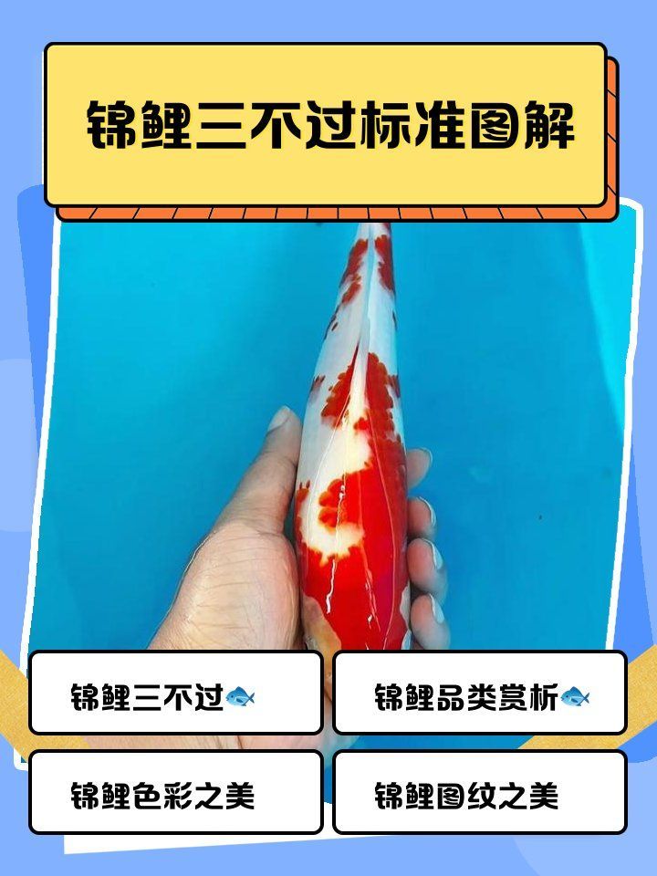 如何區分錦鯉的品質，如何挑選一條優質的錦鯉
