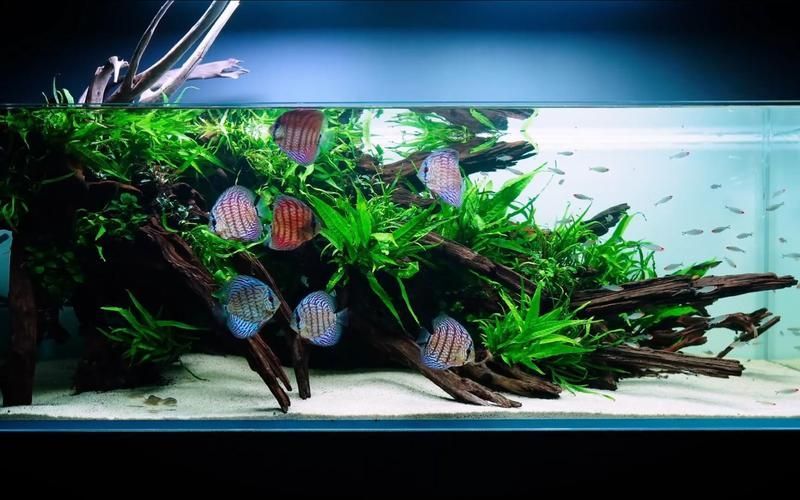 野彩魚缸造景技巧有哪些？