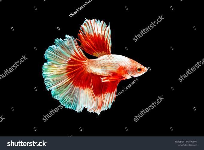 低價紅龍魚有哪些健康風險，低價紅龍魚健康風險遠超普通觀賞魚的健康風險結構化詳解