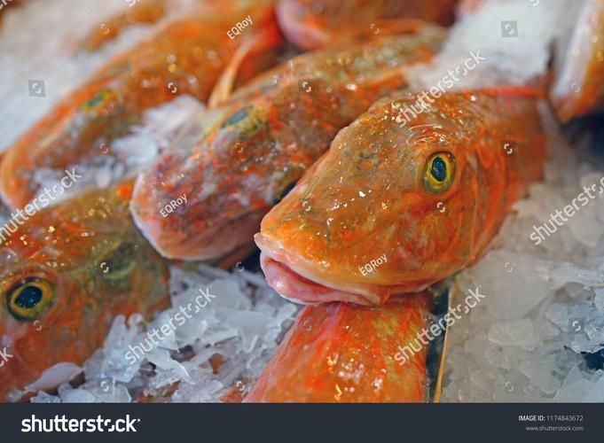 低價紅龍魚有哪些健康風險，低價紅龍魚健康風險遠超普通觀賞魚的健康風險結構化詳解