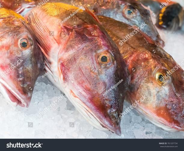 低價紅龍魚有哪些健康風險，低價紅龍魚健康風險遠超普通觀賞魚的健康風險結構化詳解
