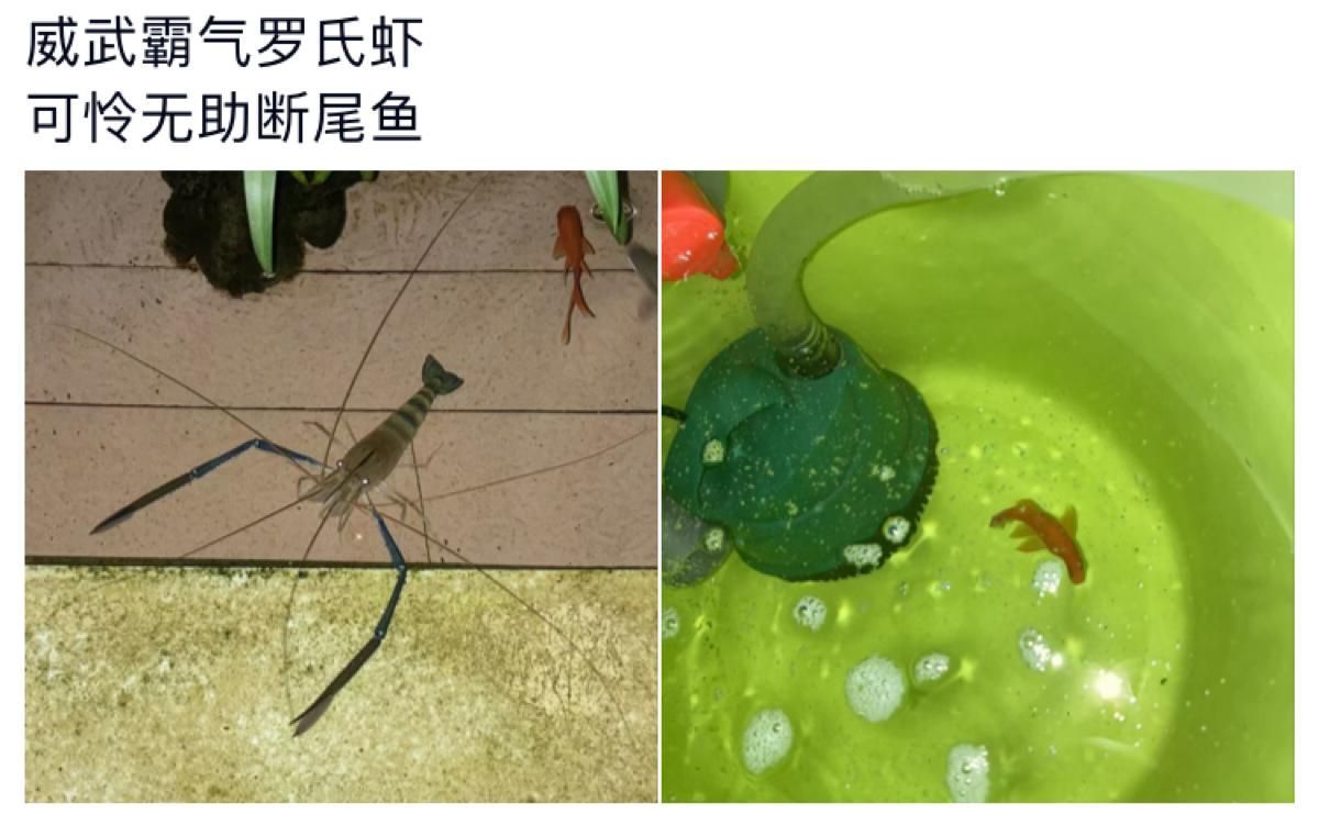 魚尾巴被咬后多久會恢復，尾巴被咬后，恢復時間取決于多種因素，包括傷口的大小、深度以及魚的種類和健康狀況
