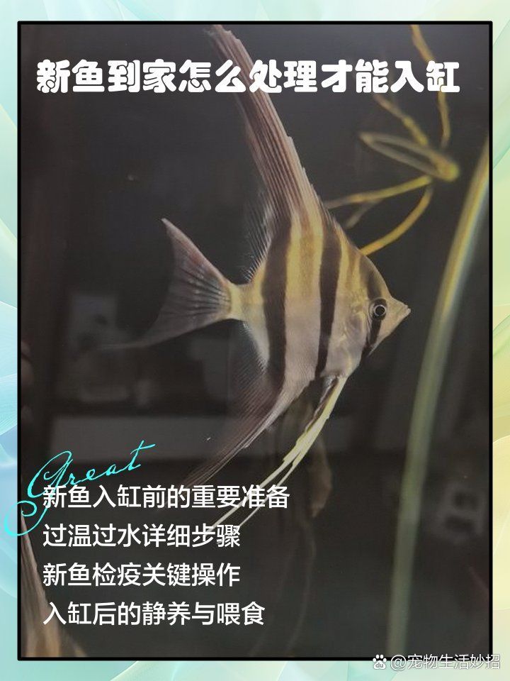 如何預防龍魚細菌性鰓病？，龍魚細菌性鰓病的系統性預防