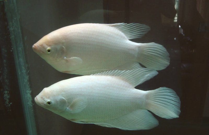 招財魚和銀龍魚混養(yǎng)如何？，招財魚和銀龍魚可以混養(yǎng)嗎