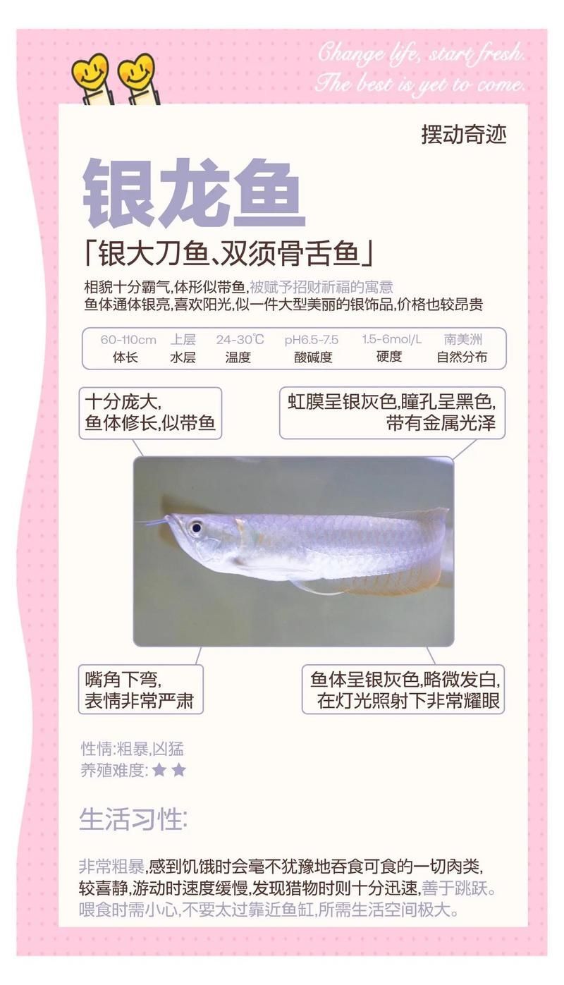 給我詳解一下銀龍魚的養殖技巧，銀龍魚養殖技巧