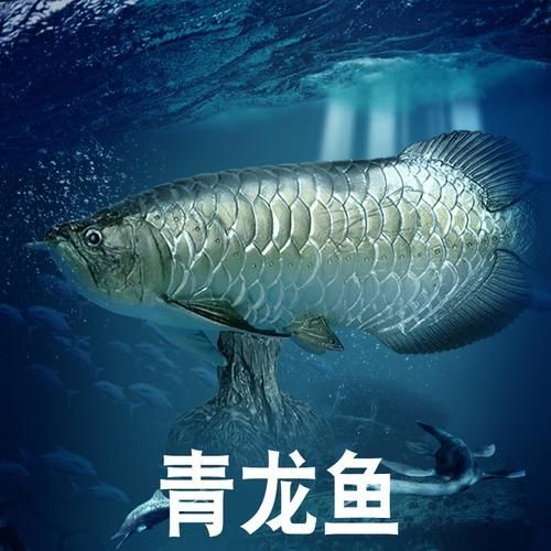 古龍魚品種圖片，古龍魚哪個品種最珍貴