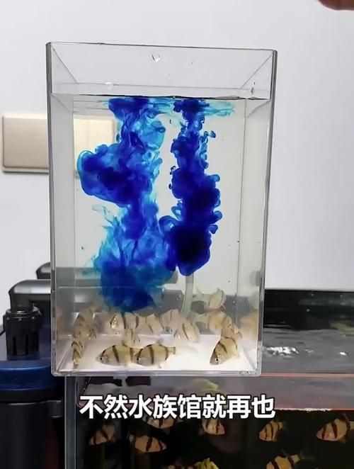 如何正確使用亞甲基藍治療炸鱗，亞甲基藍使用方法