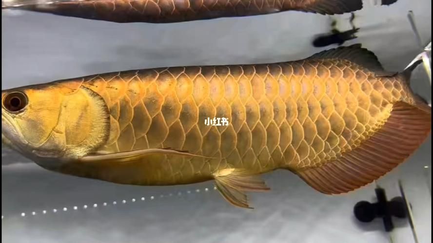 如何判斷過背金頭龍魚的品相，如何判斷一條過背金頭龍魚的好壞？