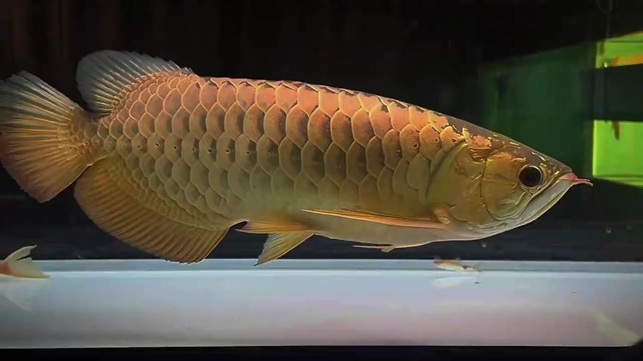 如何判斷過背金頭龍魚的品相，如何判斷一條過背金頭龍魚的好壞？