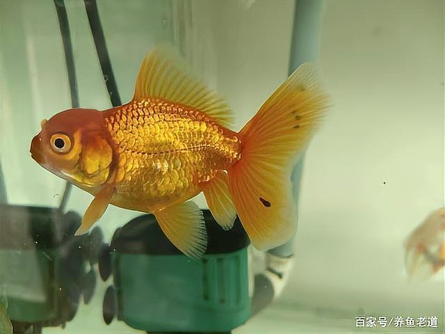 哪種方法治療魚虱最安全，arxiv論文助手arxiv論文助手arxiv論文助手