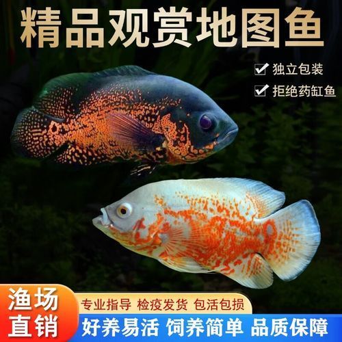 地圖魚最不值錢的顏色，地圖魚品種價格對照表