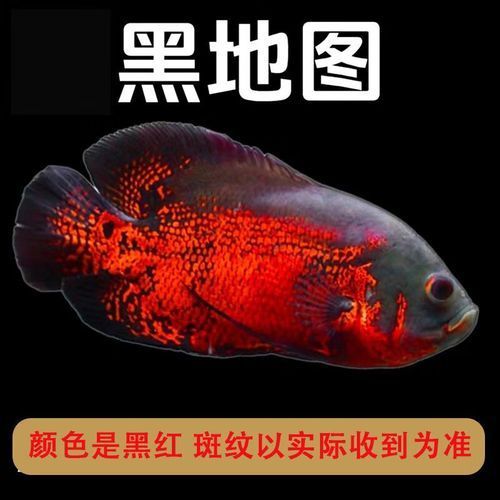 地圖魚最不值錢的顏色，地圖魚品種價格對照表