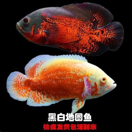 地圖魚最不值錢的顏色，地圖魚品種價格對照表