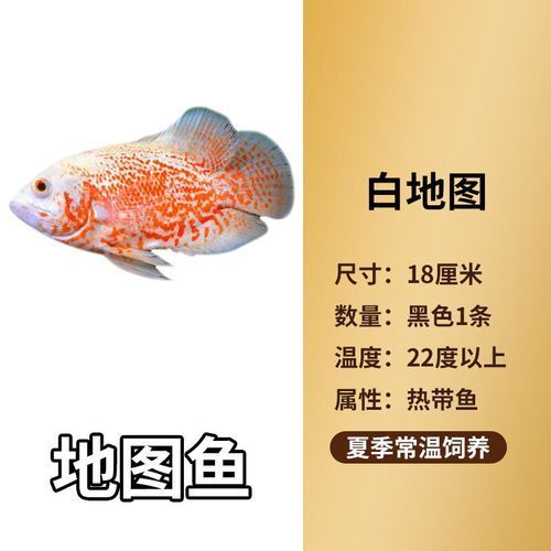 地圖魚最不值錢的顏色，地圖魚品種價格對照表