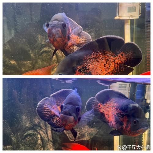 地圖魚最不值錢的顏色，地圖魚品種價格對照表
