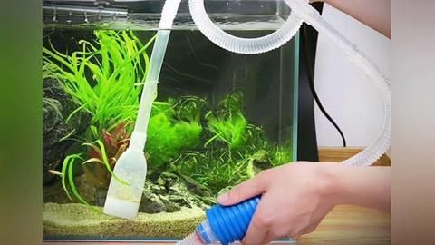 如何預防龍魚胡子的進一步脫落？，如何預防龍魚胡子的脫落
