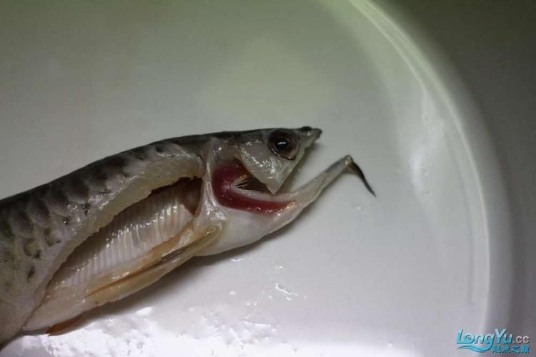 如何預防龍魚胡子的進一步脫落？，如何預防龍魚胡子的脫落