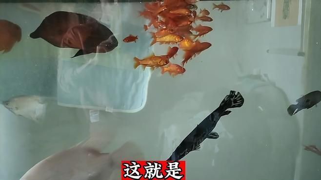 如何預防魚打架造成的傷勢加重，養殖魚類時，魚之間的爭斗可能導致嚴重傷害甚至死亡