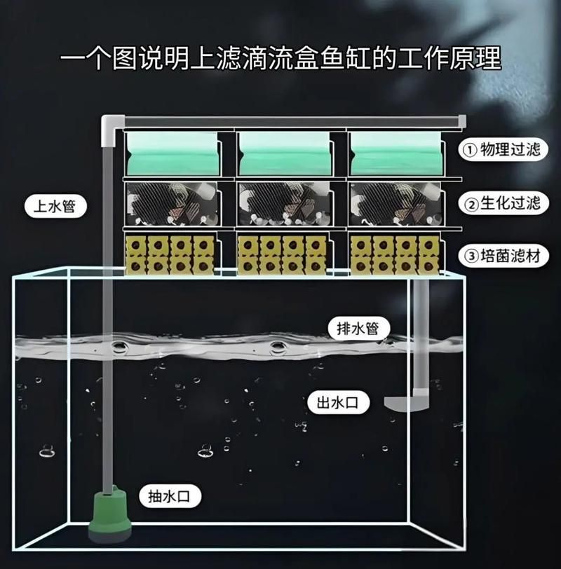 龍魚(yú)弓背如何改善水質(zhì)？，龍魚(yú)“弓背”改善水質(zhì)的基礎(chǔ)