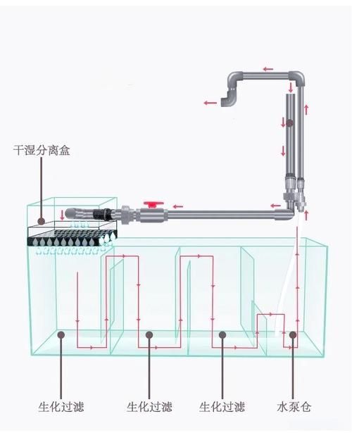 龍魚(yú)弓背如何改善水質(zhì)？，龍魚(yú)“弓背”改善水質(zhì)的基礎(chǔ)