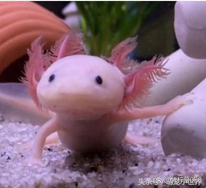 杰西卡恐龍魚是哪個國家的品牌？，“杰西卡恐龍魚”并非真實品牌杰西卡恐龍魚并非真實品牌