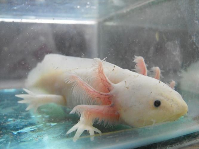 杰西卡恐龍魚是哪個國家的品牌？，“杰西卡恐龍魚”并非真實品牌杰西卡恐龍魚并非真實品牌