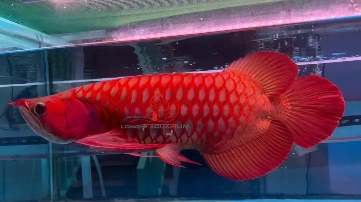 頂級紅龍魚品牌有哪些，紅龍魚品牌包括什么