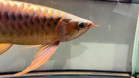 頂級紅龍魚品牌有哪些，紅龍魚品牌包括什么