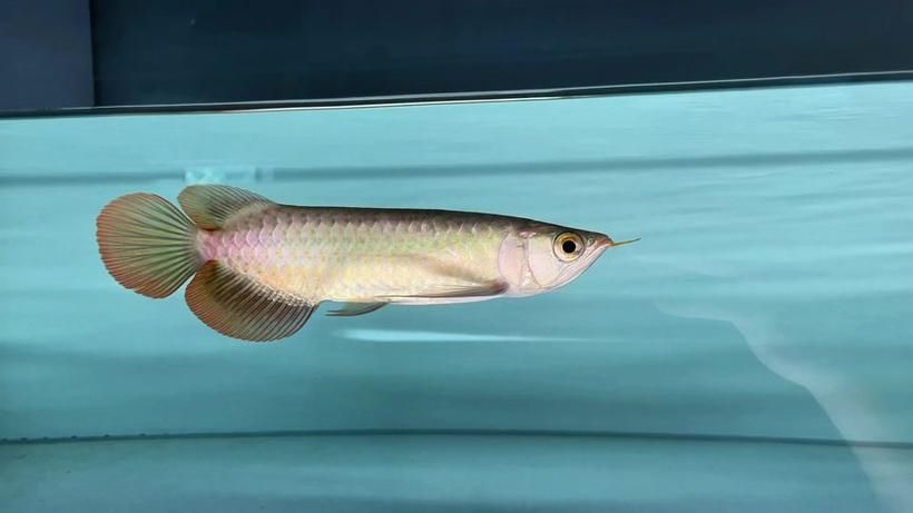 推薦幾個紅龍魚品牌，紅龍魚之家、金龍魚、藍龍魚、紅龍魚之家、紅龍魚之家