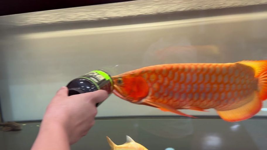 推薦幾個紅龍魚品牌，紅龍魚之家、金龍魚、藍龍魚、紅龍魚之家、紅龍魚之家
