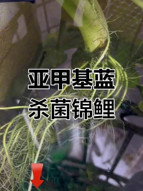 哪種龍魚病特效藥性價(jià)比最高？，龍魚疾病性價(jià)比分析