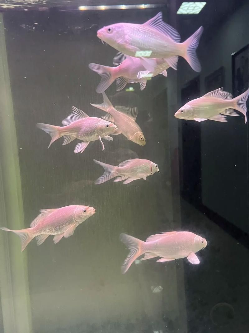 祥龍魚場的蝴蝶鯉價格是多少？，祥龍魚場的蝴蝶鯉價格是多少祥龍魚場的蝴蝶鯉價格是多少