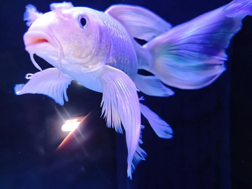 祥龍魚場的蝴蝶鯉價格是多少？，祥龍魚場的蝴蝶鯉價格是多少祥龍魚場的蝴蝶鯉價格是多少