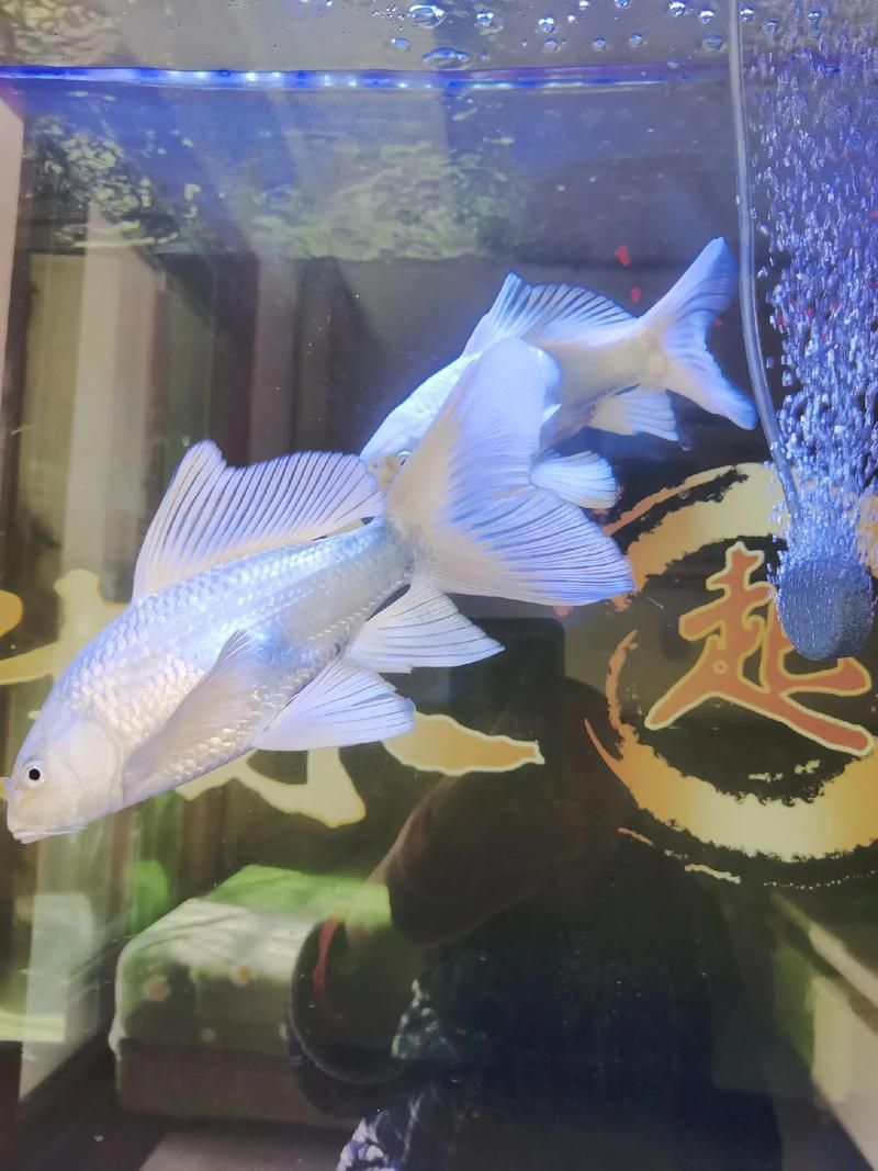 祥龍魚場的蝴蝶鯉價格是多少？，祥龍魚場的蝴蝶鯉價格是多少祥龍魚場的蝴蝶鯉價格是多少