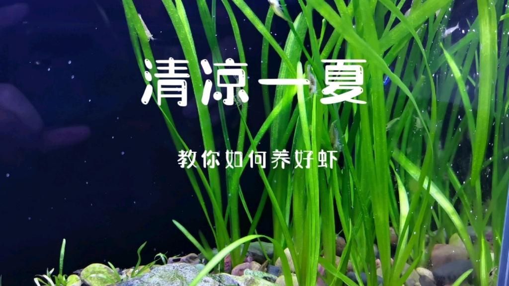 哪些蝦類(lèi)適合放在魚(yú)缸里？，如何選擇適合魚(yú)缸的蝦類(lèi)？