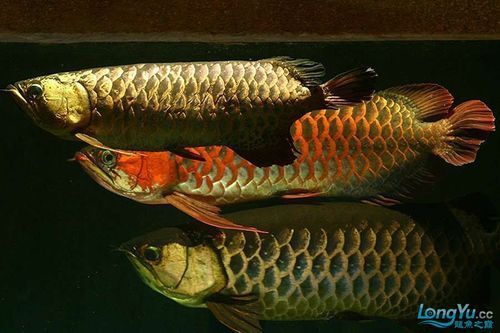 給我一些紅龍魚混養的圖片示例，紅龍魚與哪些魚混養最困難，如何判斷紅龍魚是否混養成功