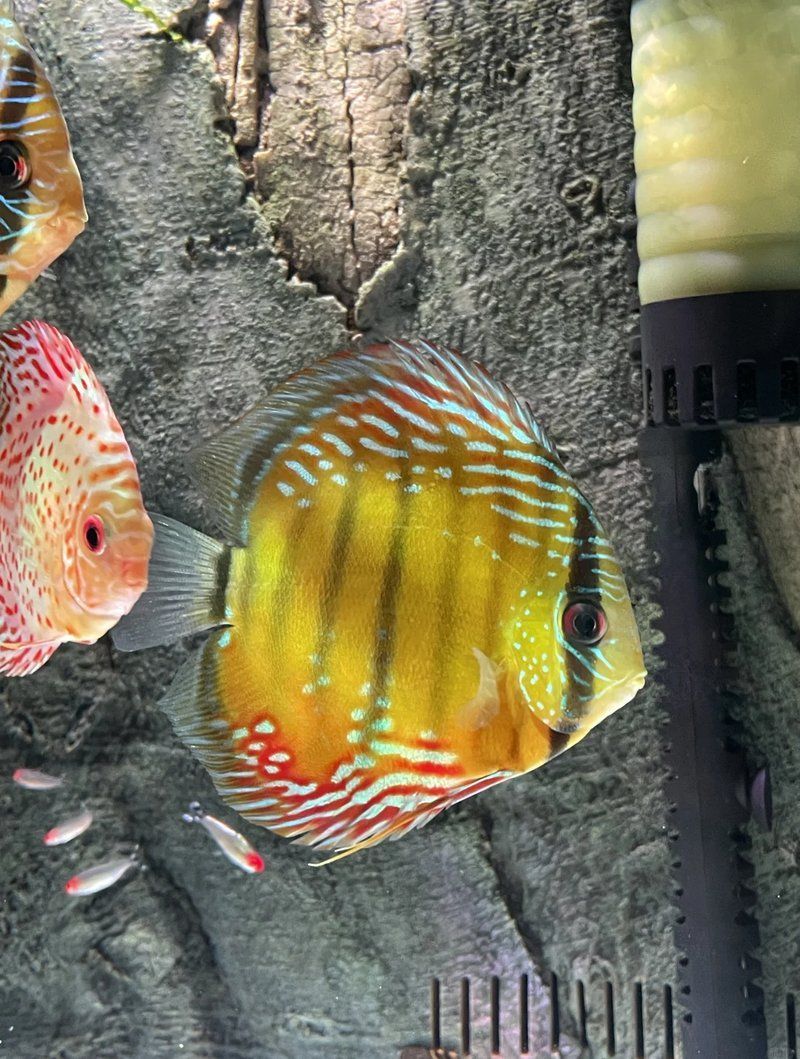 祥龍魚場水族燈的價格是多少？，祥龍魚場水族燈