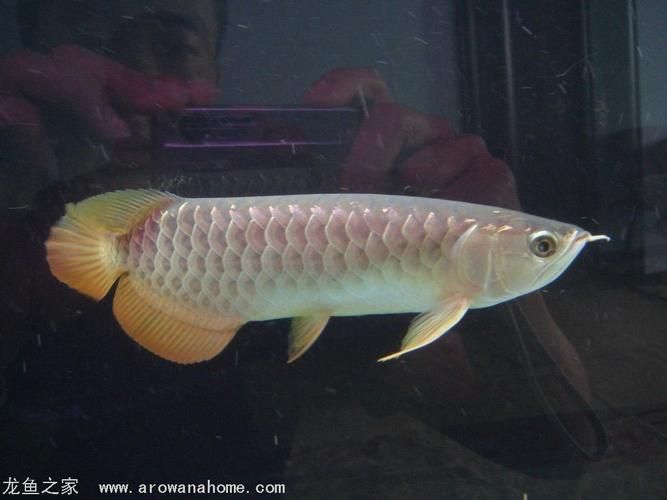 號半龍魚的市場價格是多少，號半龍魚的“血統”定義已泛化，如何區分號半龍魚的品相