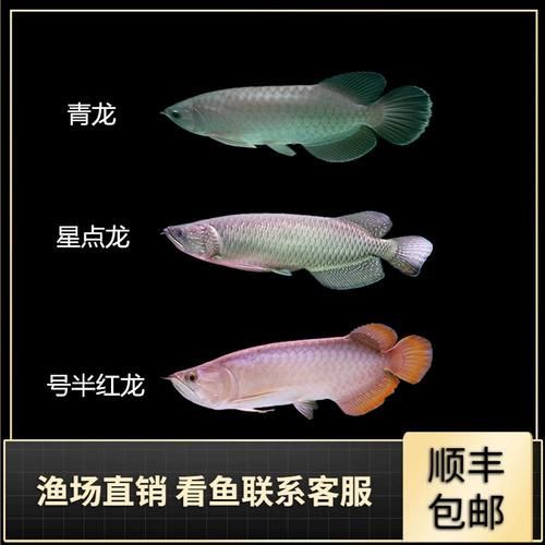 號半龍魚的市場價格是多少，號半龍魚的“血統”定義已泛化，如何區分號半龍魚的品相