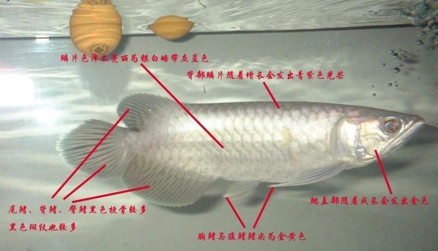 號半龍魚的市場價格是多少，號半龍魚的“血統”定義已泛化，如何區分號半龍魚的品相