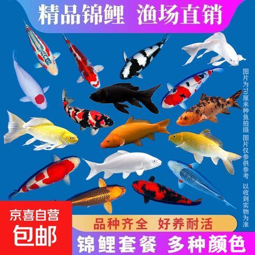 風水魚的價格范圍是多少，風水魚價格在幾十元到幾百元人民幣選購避坑指南