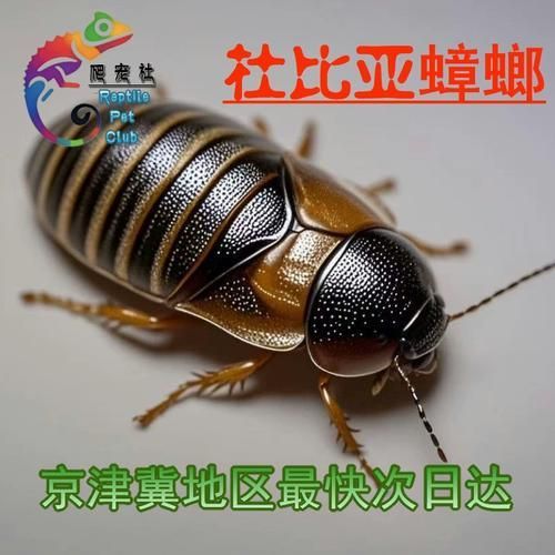 有哪些活餌適合龍魚投喂，適合投喂給龍魚的活餌
