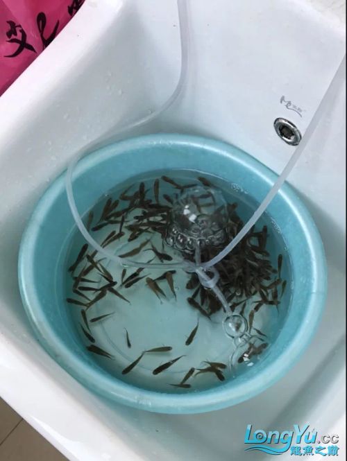 有哪些活餌適合龍魚投喂，適合投喂給龍魚的活餌